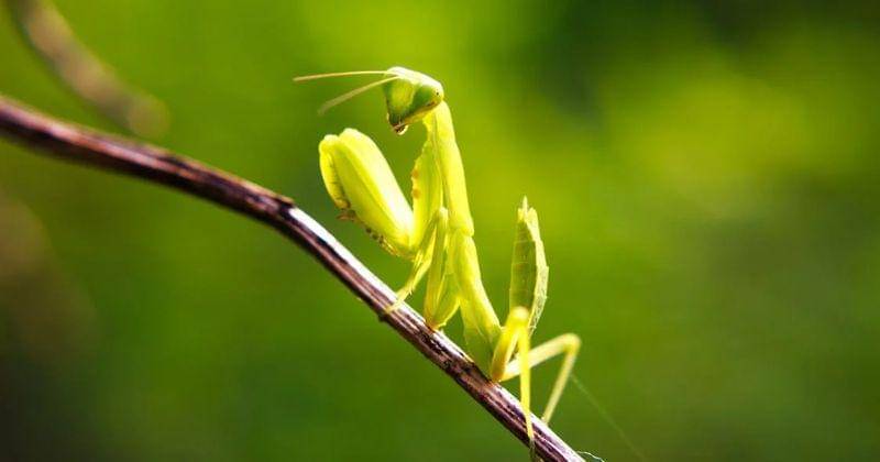 Pexels/Quang Nguyen Vinh